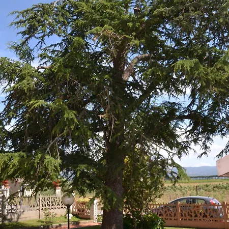La Mimosa Guest house Bolgheri