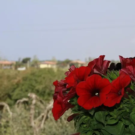 La Mimosa Guest house Bolgheri